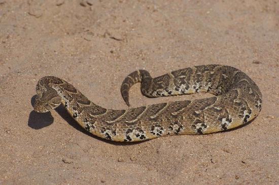 Puff Adder